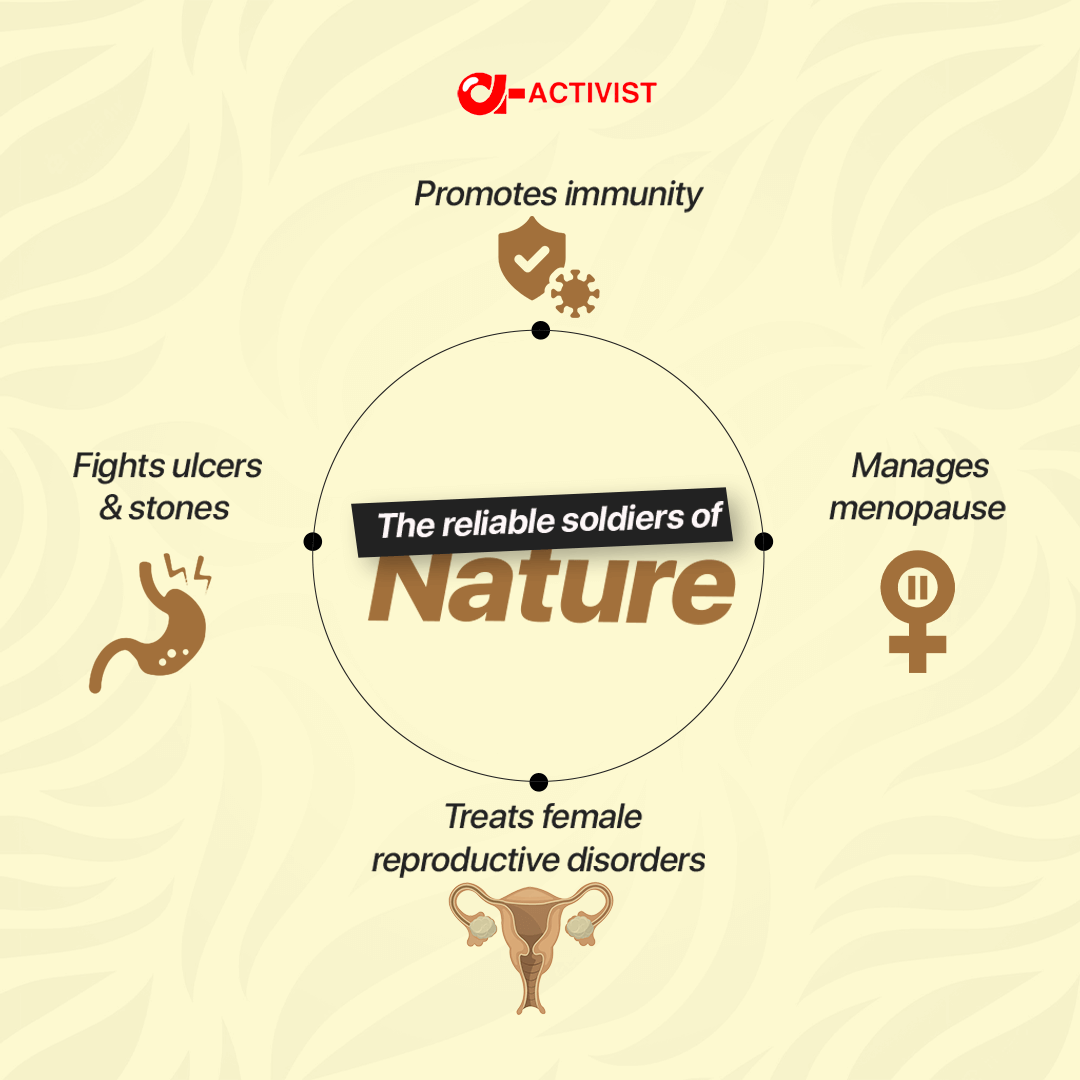 activist shatavari tablets 5