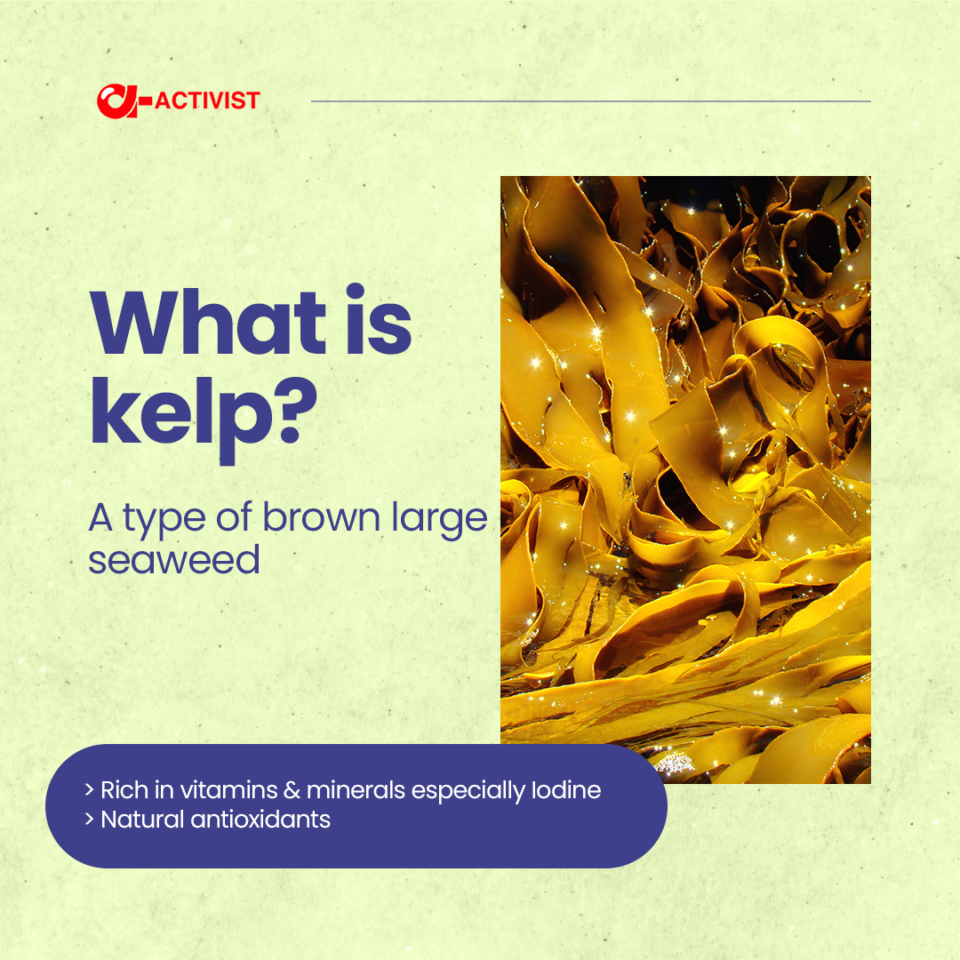 activist kelp capsules 4