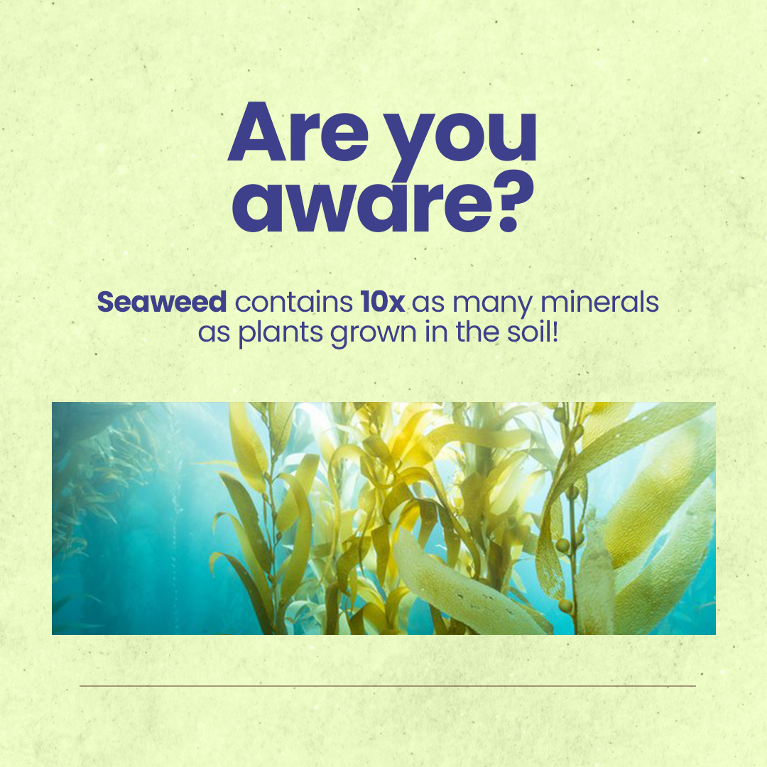 activist kelp capsules 6